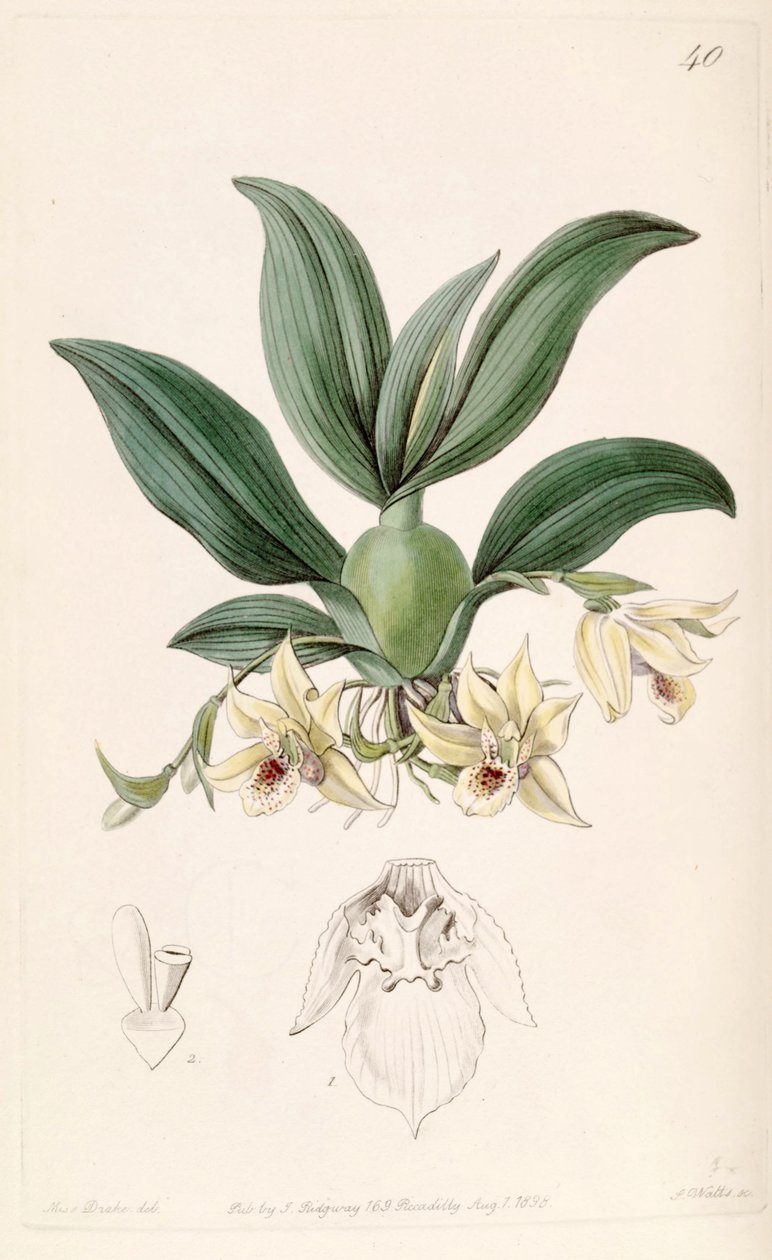 Promenaea rollissonii (sens. Maxillaria rollissonii olarak) by Miss Drake