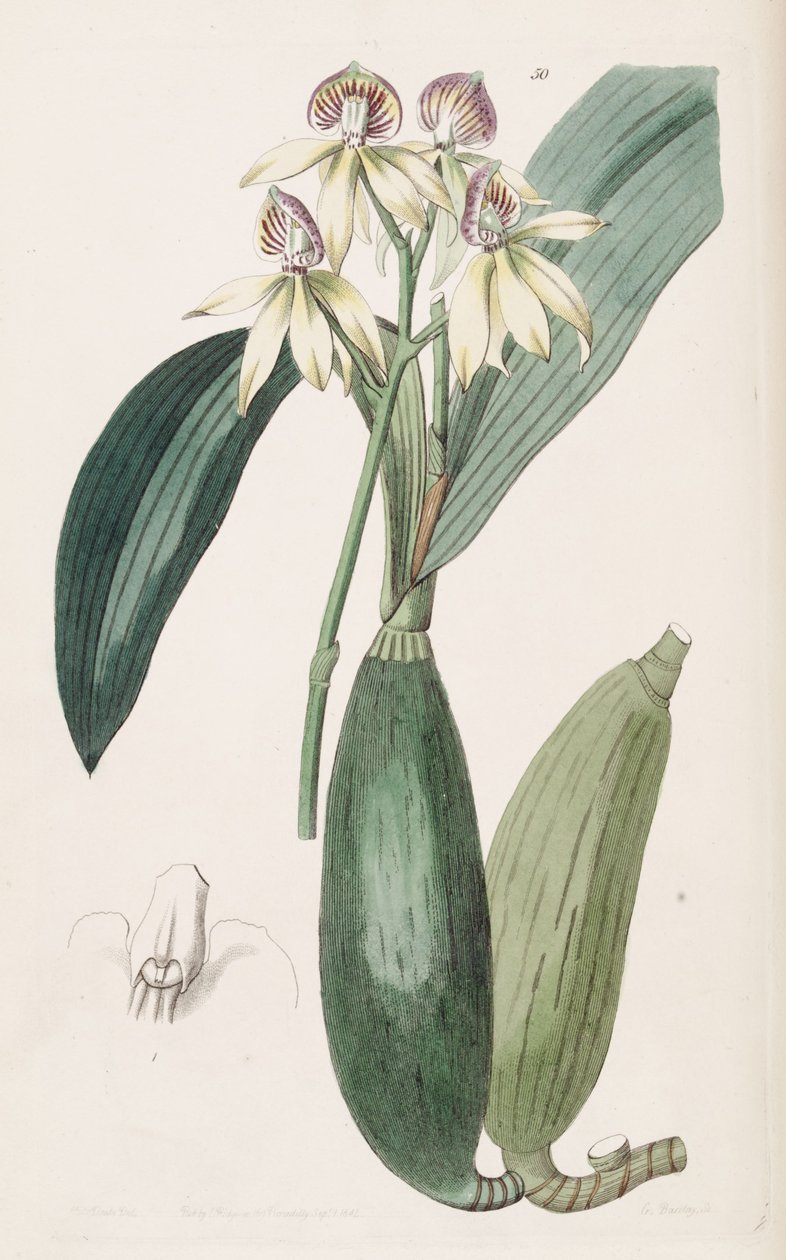 Prosthechea cochleata (sensin. Epidendrum lancifolium olarak) by Miss Drake