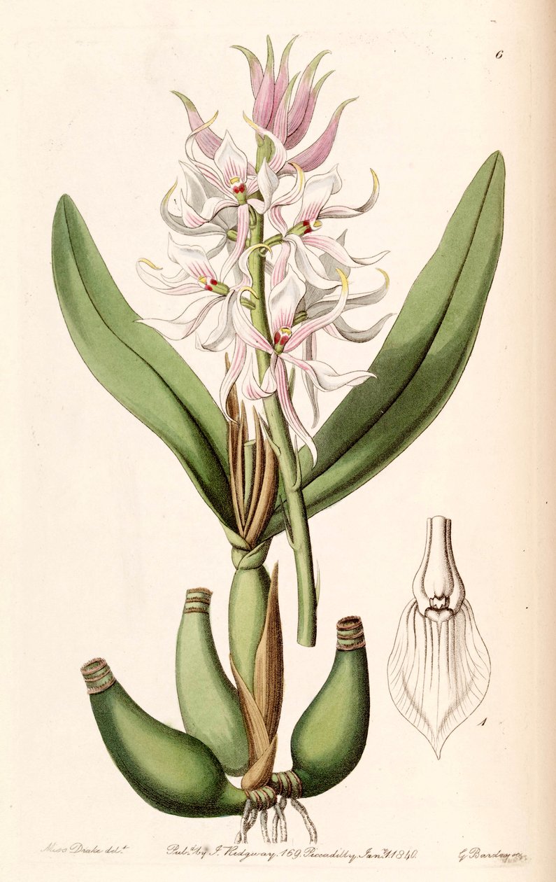 Prosthechea glumacea (sin. Epidendrum glumaceum olarak) by Miss Drake