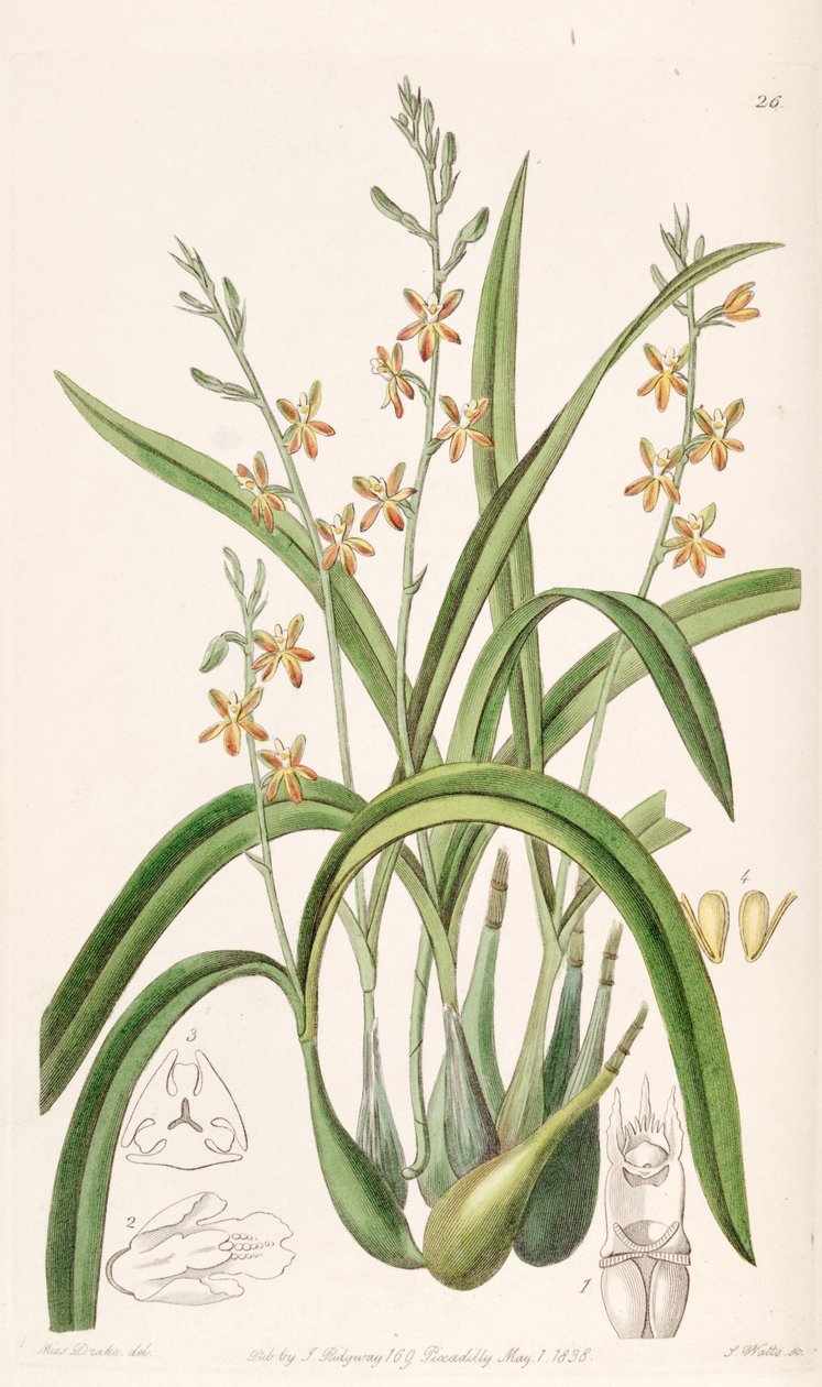 Prosthechea ochracea (sin. Epidendrum ochraceum olarak) by Miss Drake