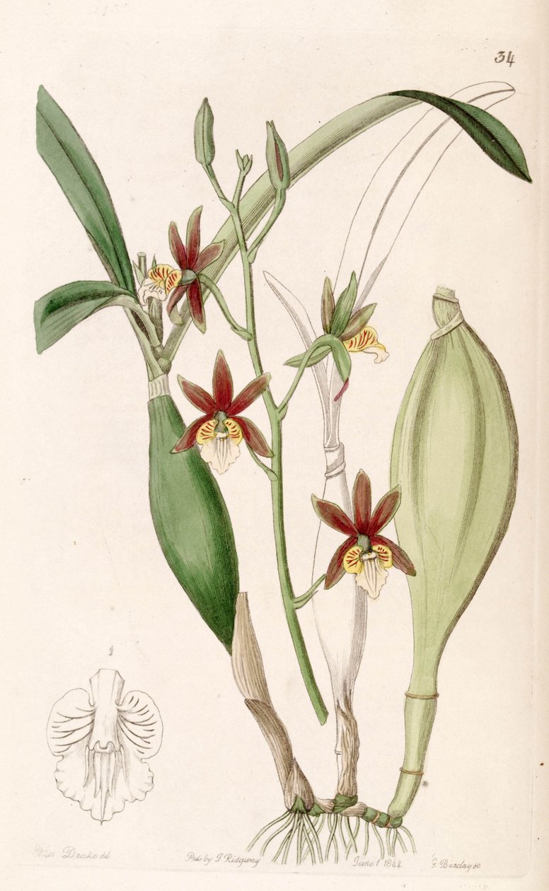 Prosthechea pterocarpa (sensin. Epidendrum pterocarpum olarak) by Miss Drake