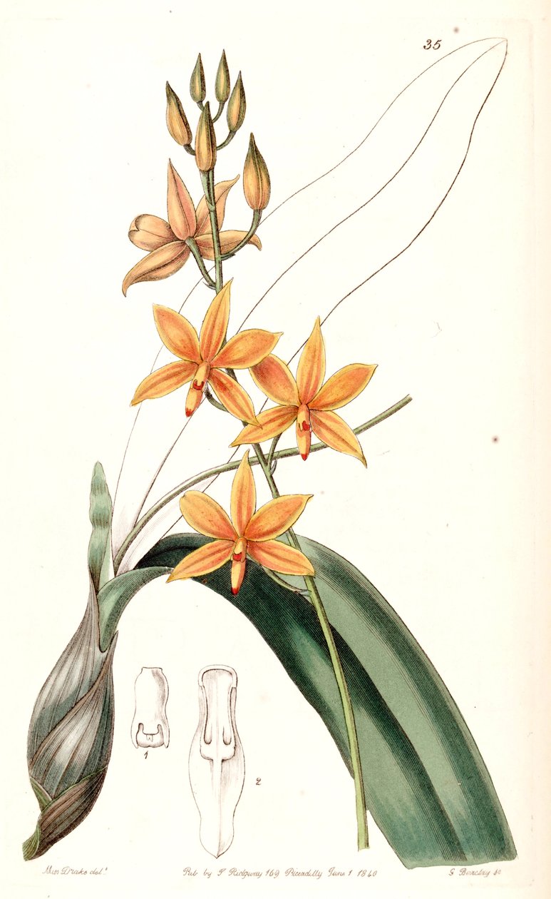 Ek Vitellinler (let artı Epidendrom vitellinom) by Miss Drake