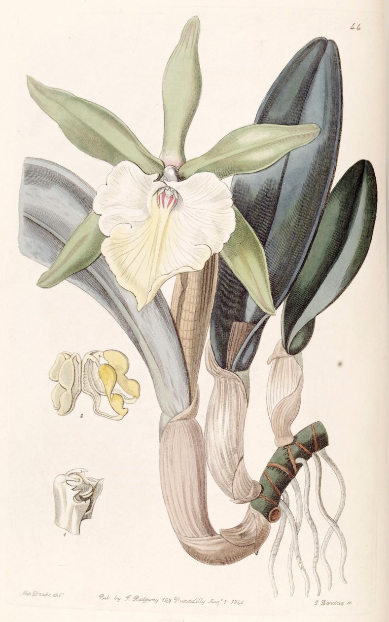 Rhyncholaelia glauca veya Brassavola glauca by Miss Drake