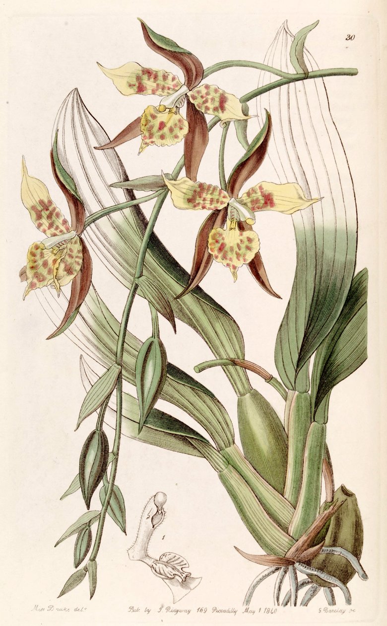Rhynchostele maculata (sin. Odontoglossum maculatum olarak) by Miss Drake