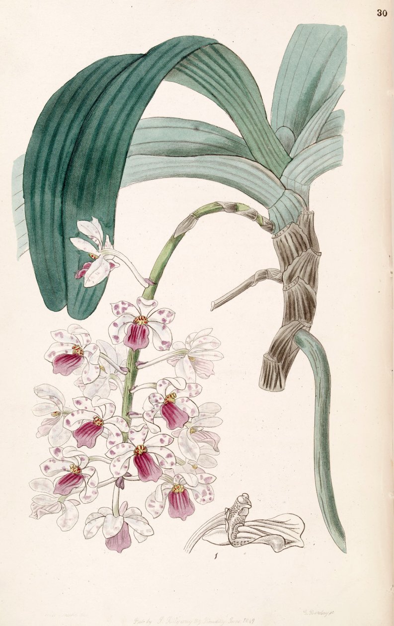 Rhynchostylis gigantea subsp. violacea (eşzamanlı olarak Vanda violacea) by Miss Drake