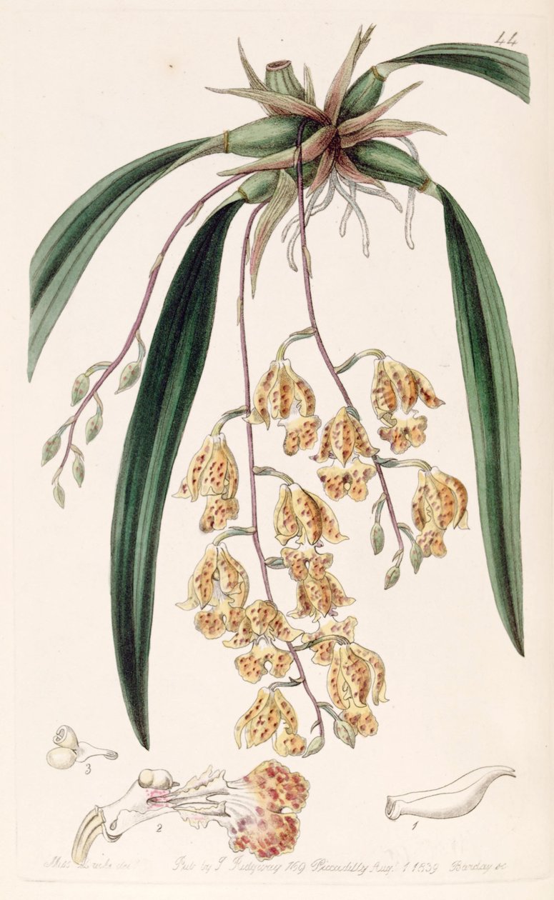 Rodriguezia sticta (senz. Burlingtonia maculata olarak) by Miss Drake