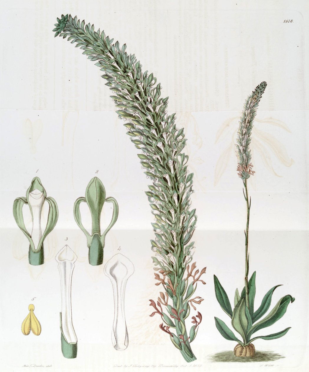 Sauroglossum nitidum (sin. Sauroglossum elatum olarak) by Miss Drake