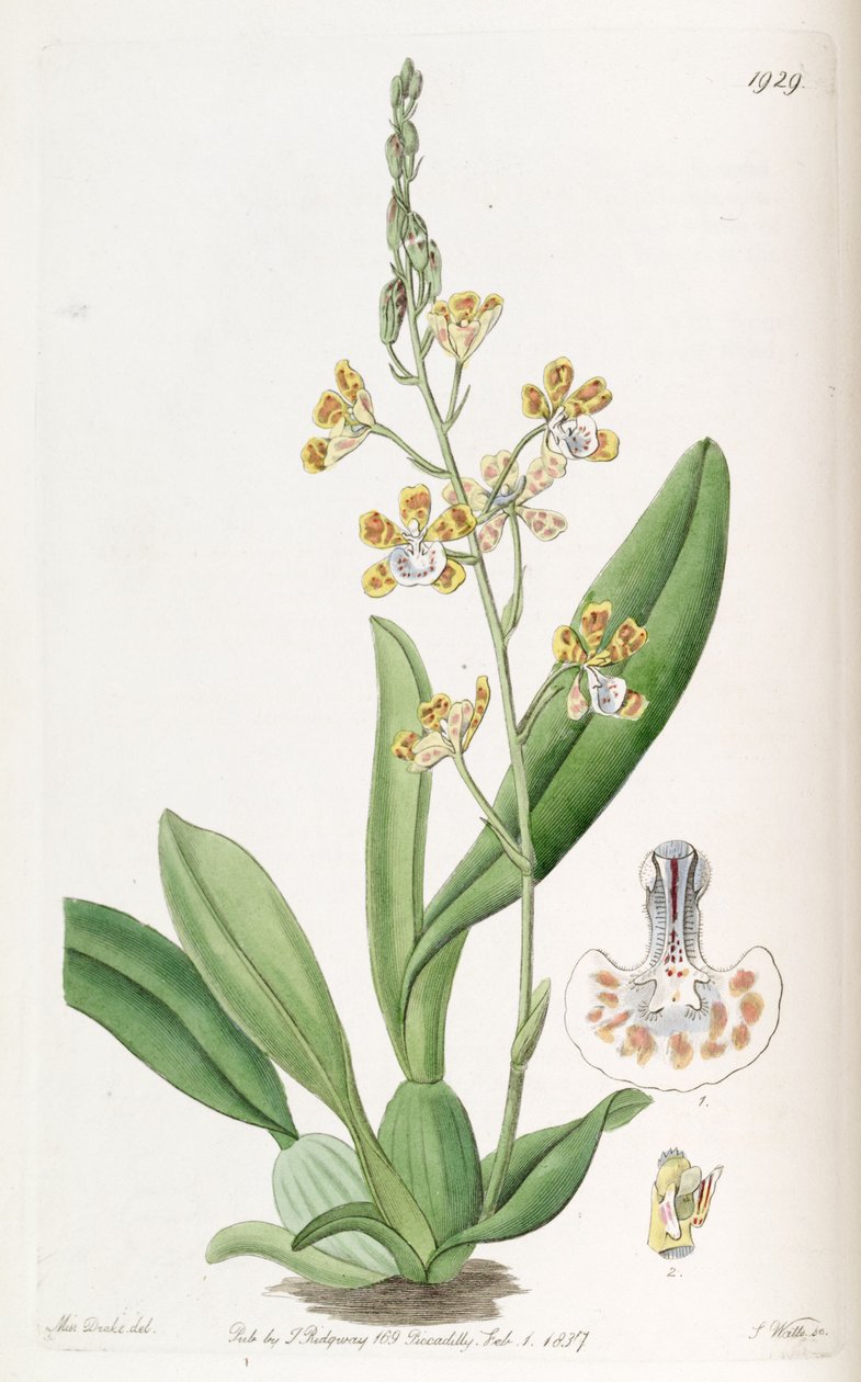 Solenidium lunatum (sensin. Oncidium lunatum olarak) by Miss Drake