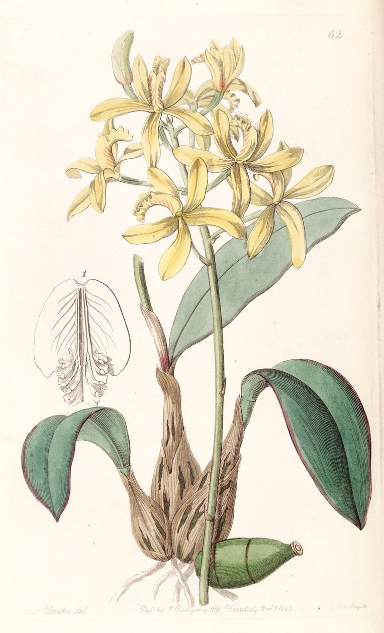 Sophronitis crispata (as syn. Laelia flava) by Miss Drake