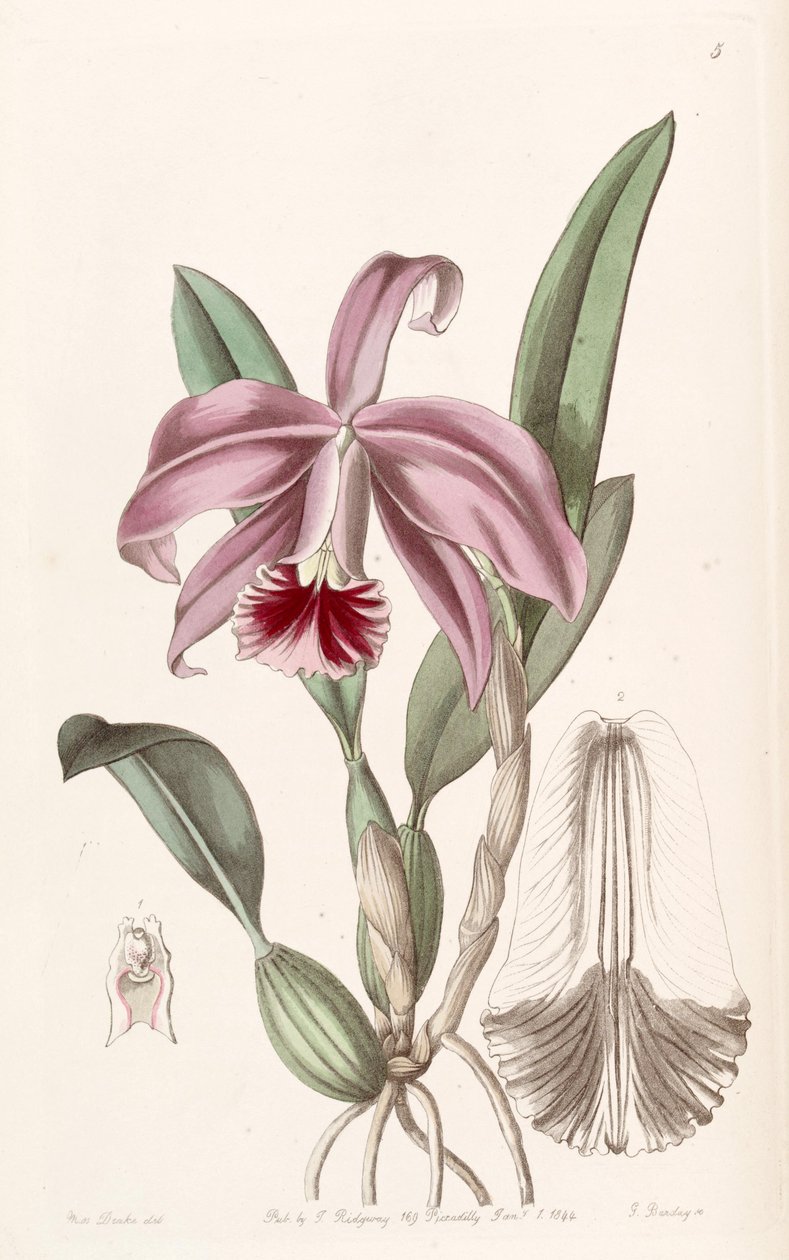 Sophronitis pumila (sensin. Cattleya pumila olarak) by Miss Drake