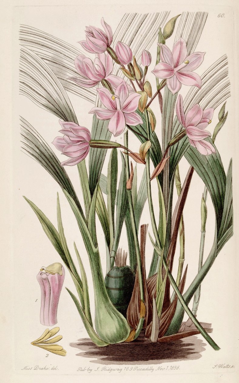 Spathoglottis plicata (as syn. Paxtonia rosea) by Miss Drake