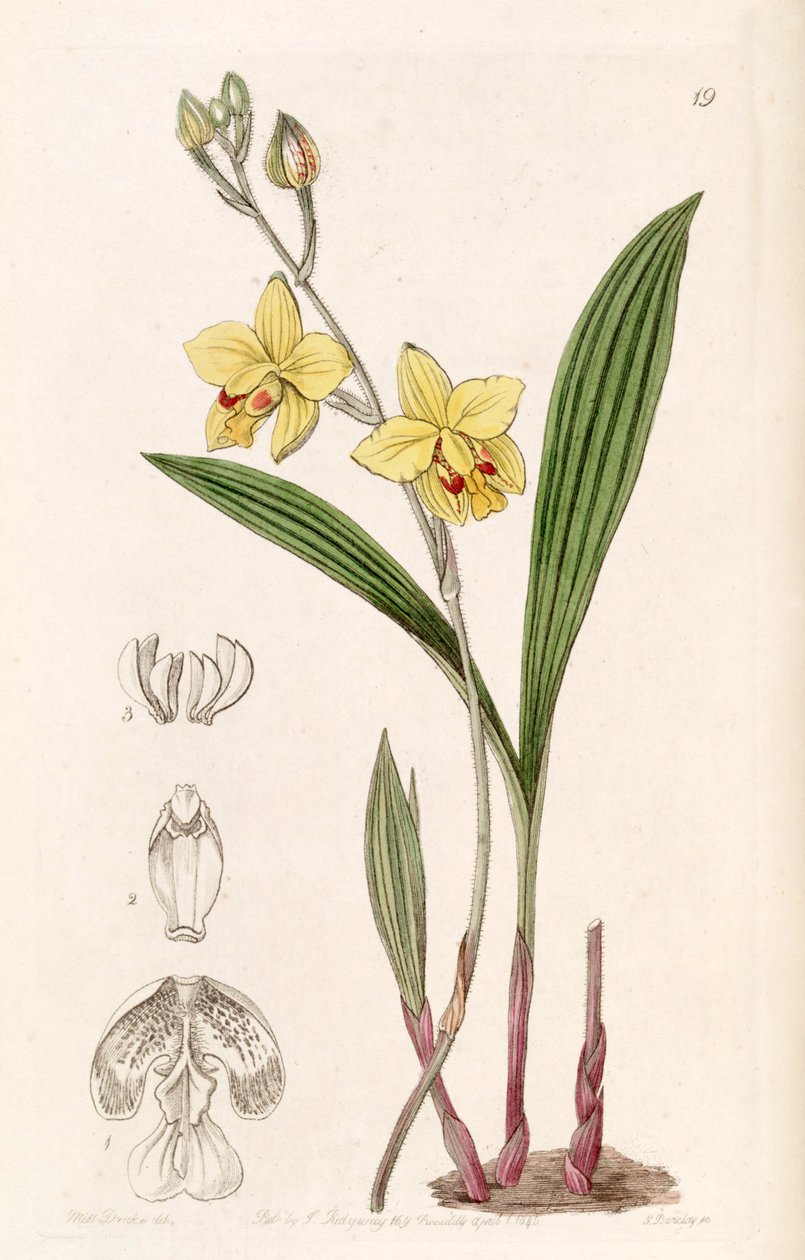 Spathoglottis pubescens (Lindley tarafından Spathoglottis fortuni olarak yazıldığından, syn. Spathoglottis serveti olarak) by Miss Drake