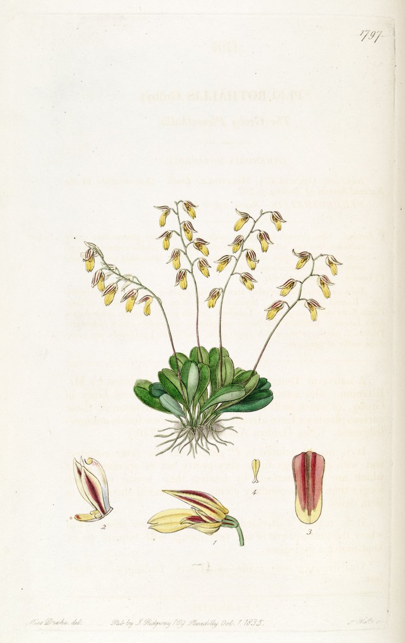 Specklinia grobyi by Miss Drake