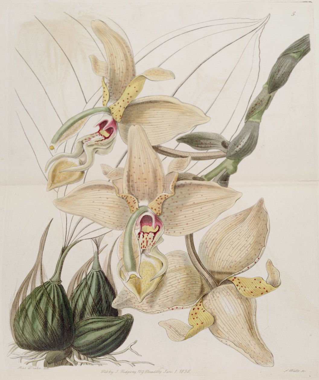 Stanhopea × quadricornis Lindl. (1838) (Stanhopea grandiflora × Stanhopea wardii) by Miss Drake