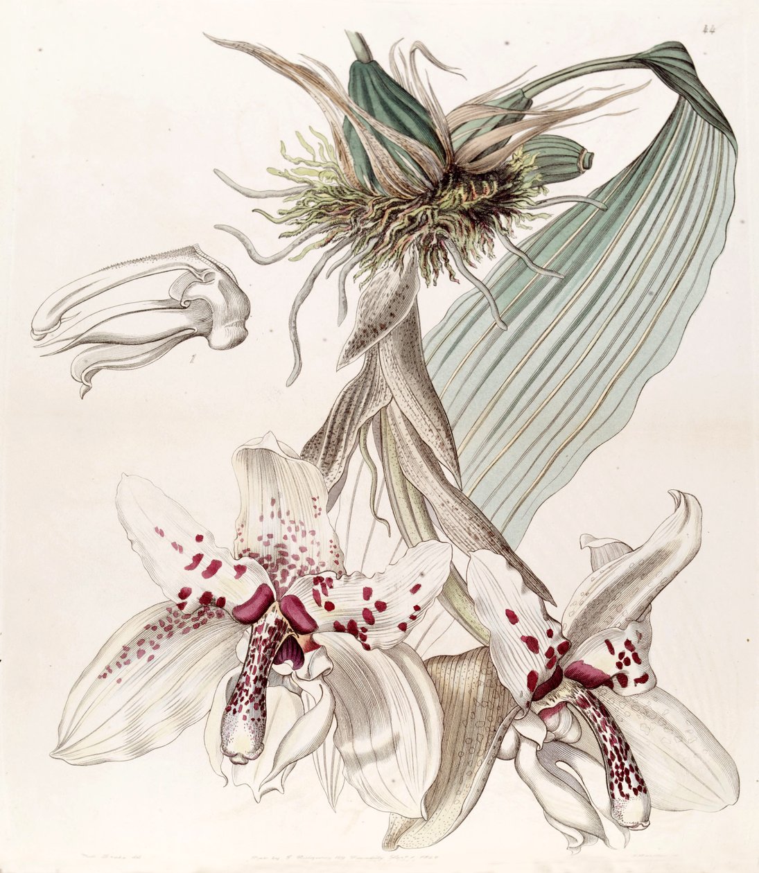 Stanhopea martiana (syn. Stanhopea martiana var. Bicolor olarak) by Miss Drake
