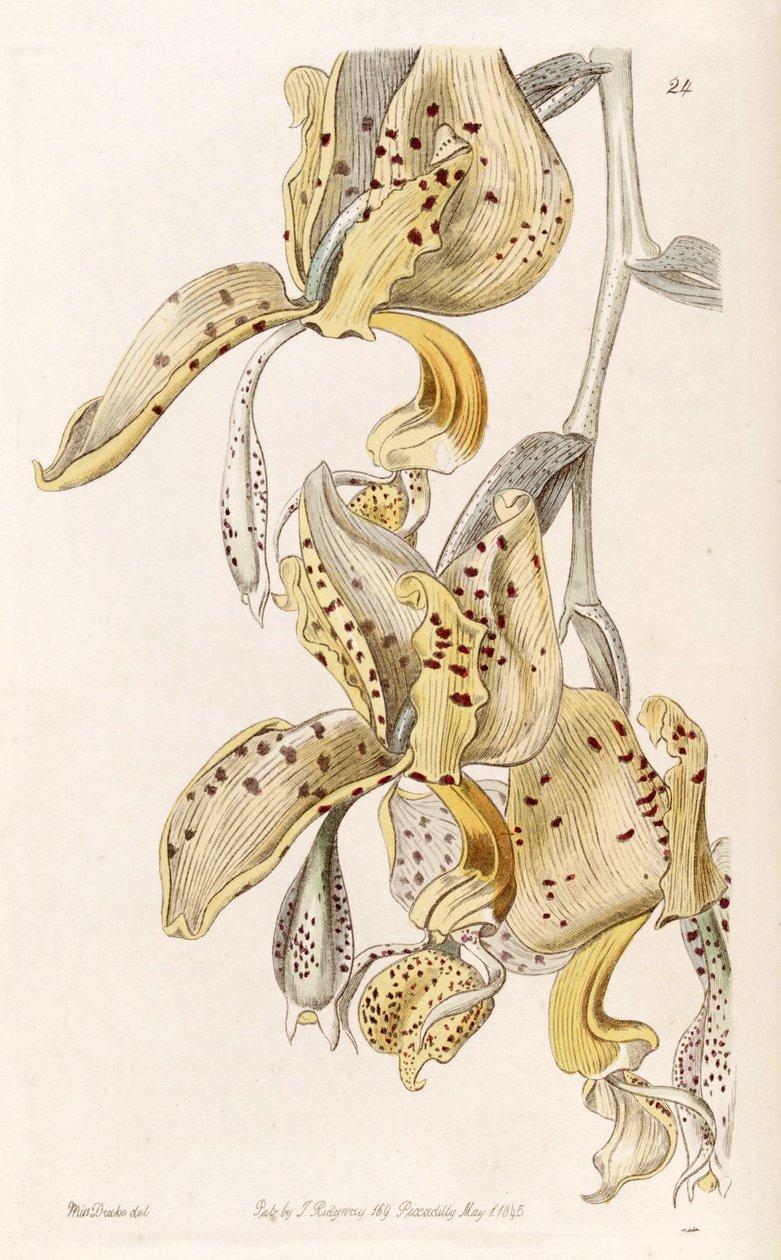 Stanhopea oculata (sin. Stanhopea bucephalus olarak) by Miss Drake