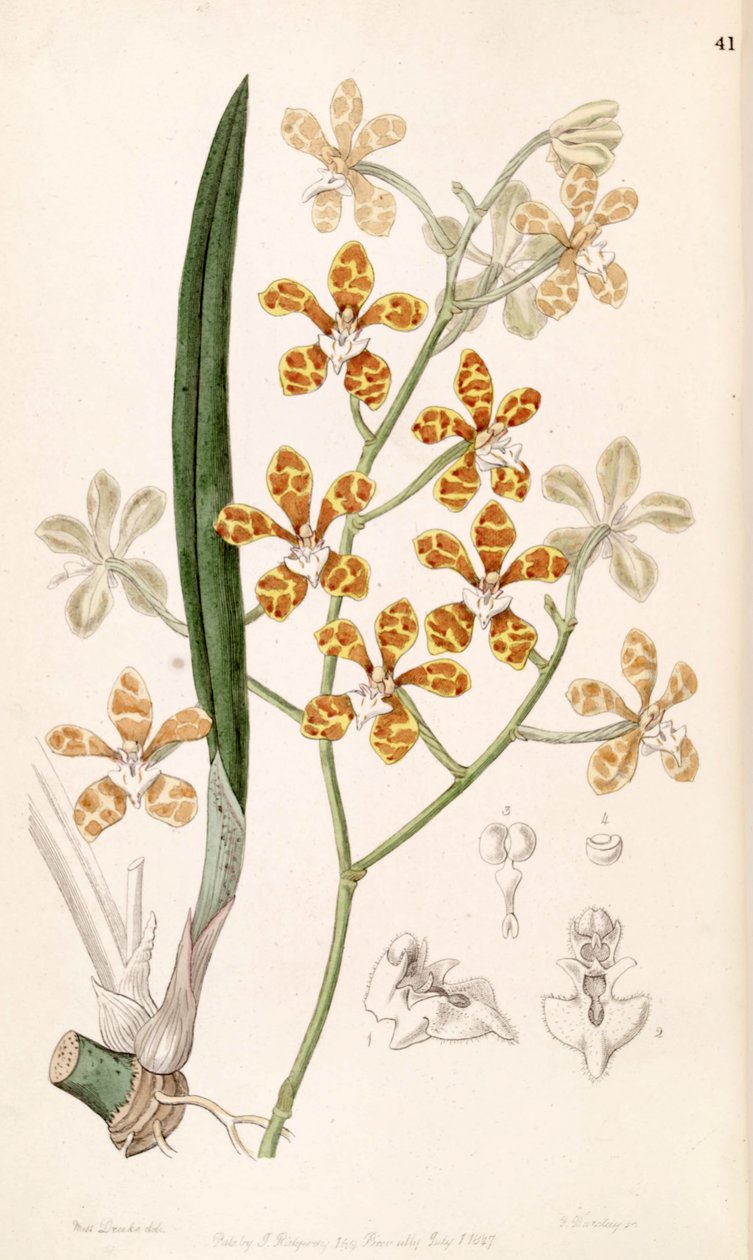 Staurochilus ionosmus (sin. Cleisostoma ionosmum olarak) by Miss Drake