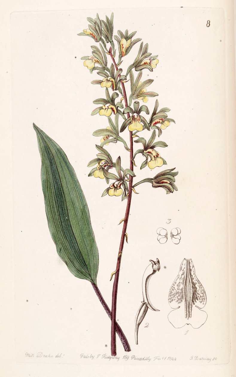Tainia bicornis (as syn. Ania bicornis) by Miss Drake