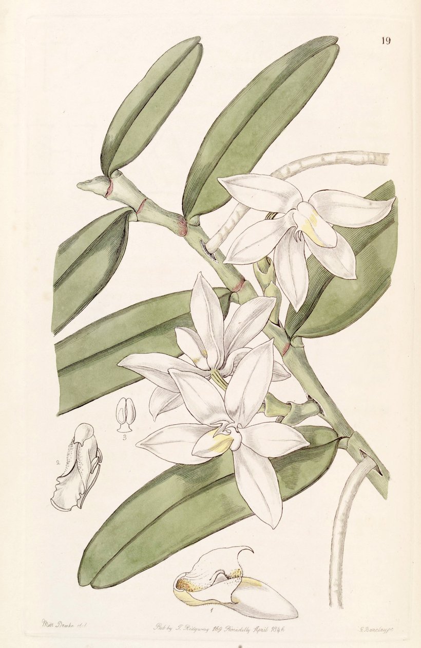 Thrixspermum calceolus (sin. Sarcochilus calceolus olarak) by Miss Drake