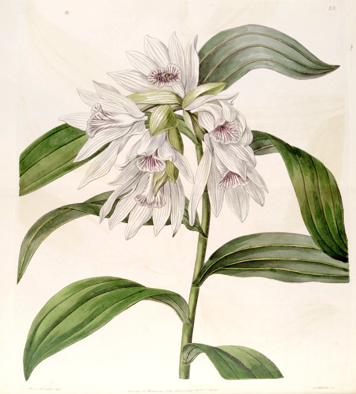 Thunia alba (sensin. Phaius alba olarak) by Miss Drake