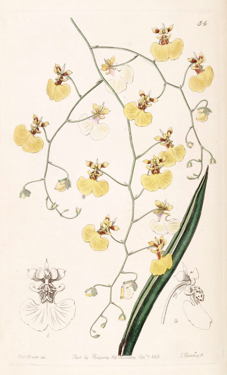 Tolumnia urophylla (sensin. Oncidium urophyllum olarak) by Miss Drake