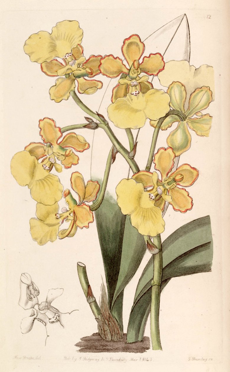 Trichocentrum bicallosum (sensin. Oncidium bicallosum olarak) by Miss Drake