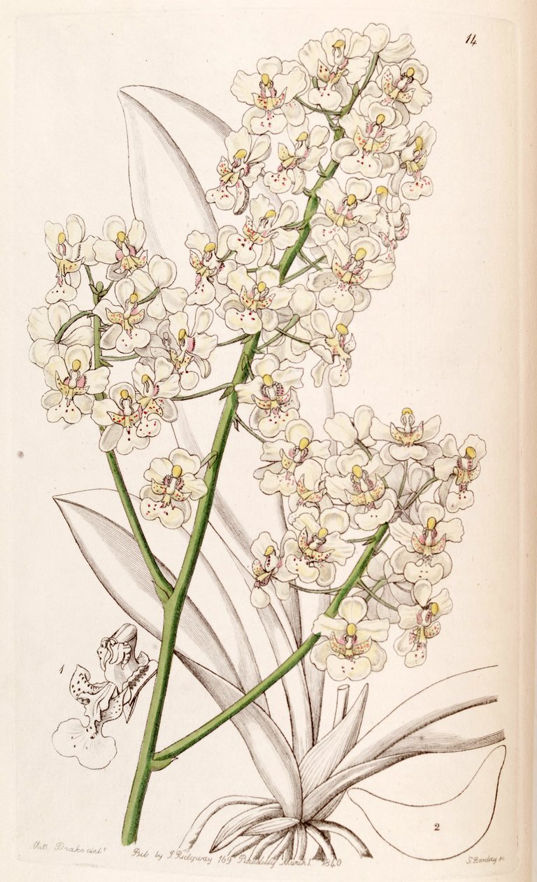 Trichocentrum stramineum (sensin. Oncidium stramineum olarak) by Miss Drake