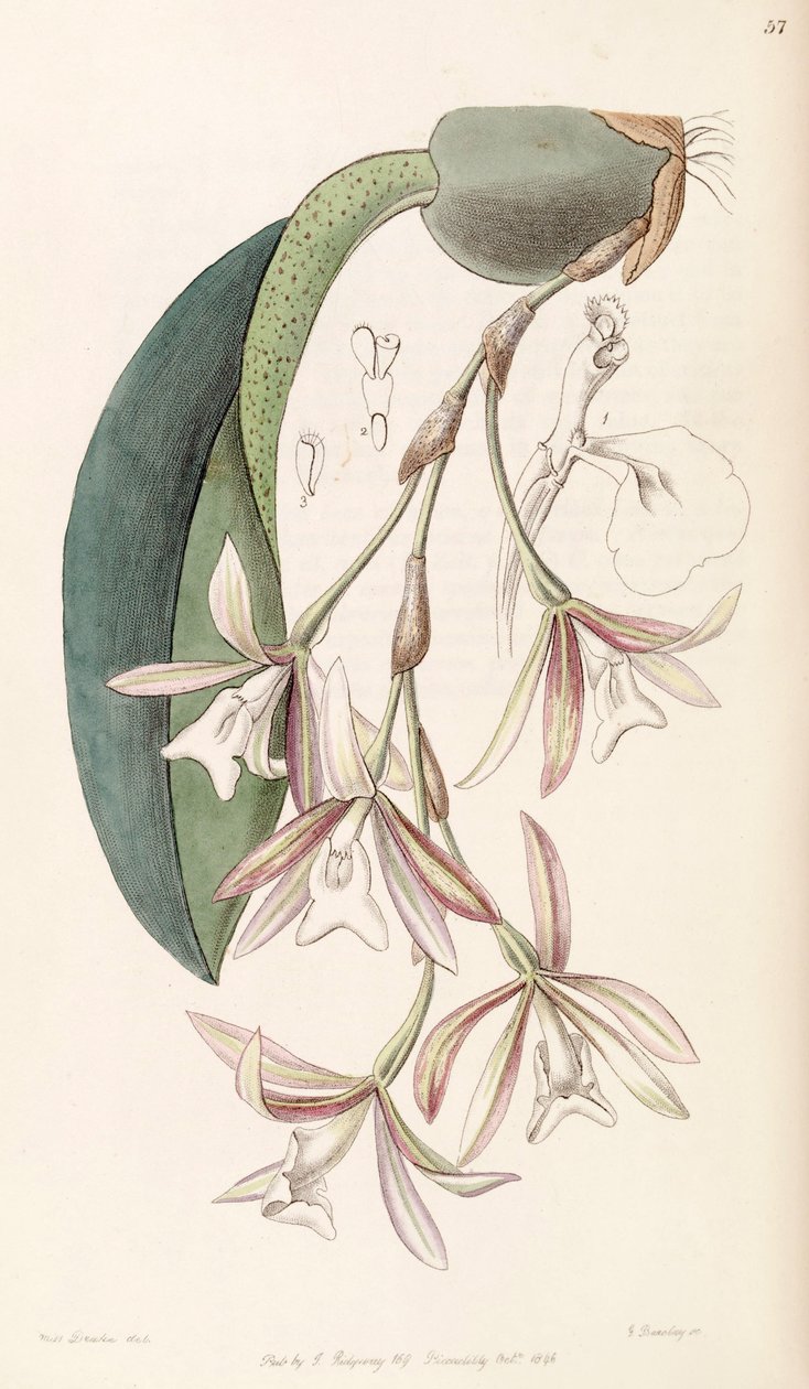 (eins og syn. Cycnoches egertonianum var. green) by Miss Drake