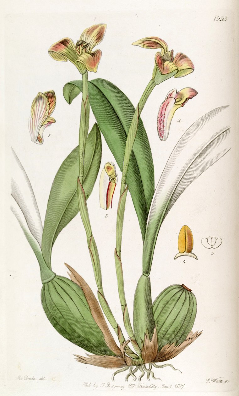 trigonidyum obtusum by Miss Drake