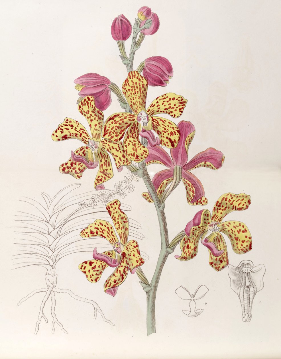Vandopsis lissochiloides (syn. Vanda batemannii, Vanda batemanni olarak yazılır) by Miss Drake
