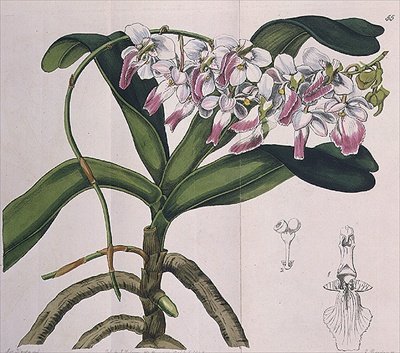 I. Ridgway tarafından yayınlanan Aerides Crispum (orkide) by Miss Drake