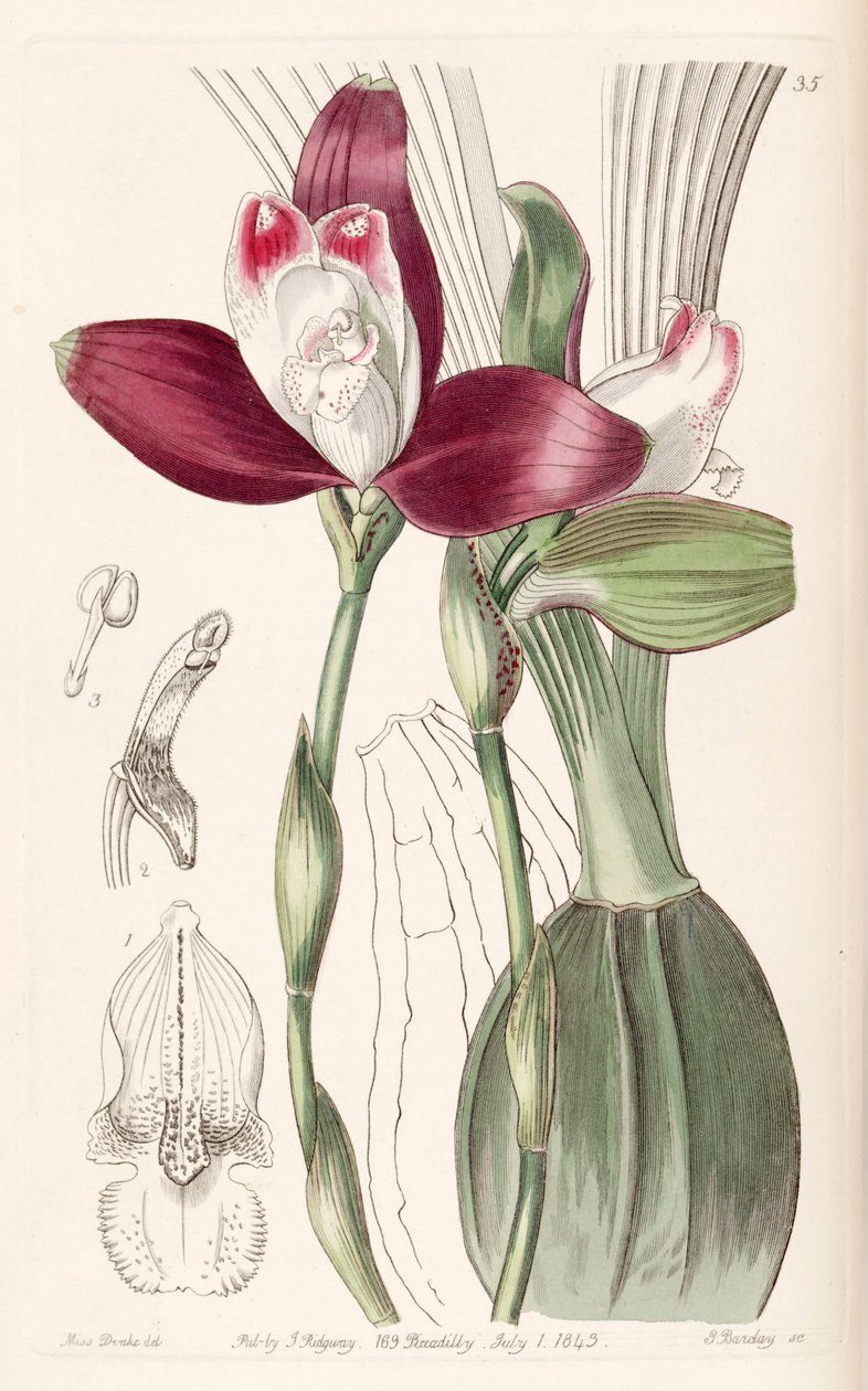 Lycaste macrophylla (sin. Lycaste plana olarak) by Miss Drake
