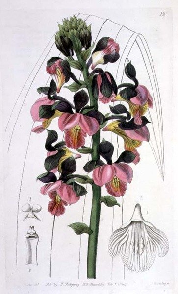 Orchis Lissochilus Roseus, I. Ridgway tarafından yayınlandı by Miss Drake