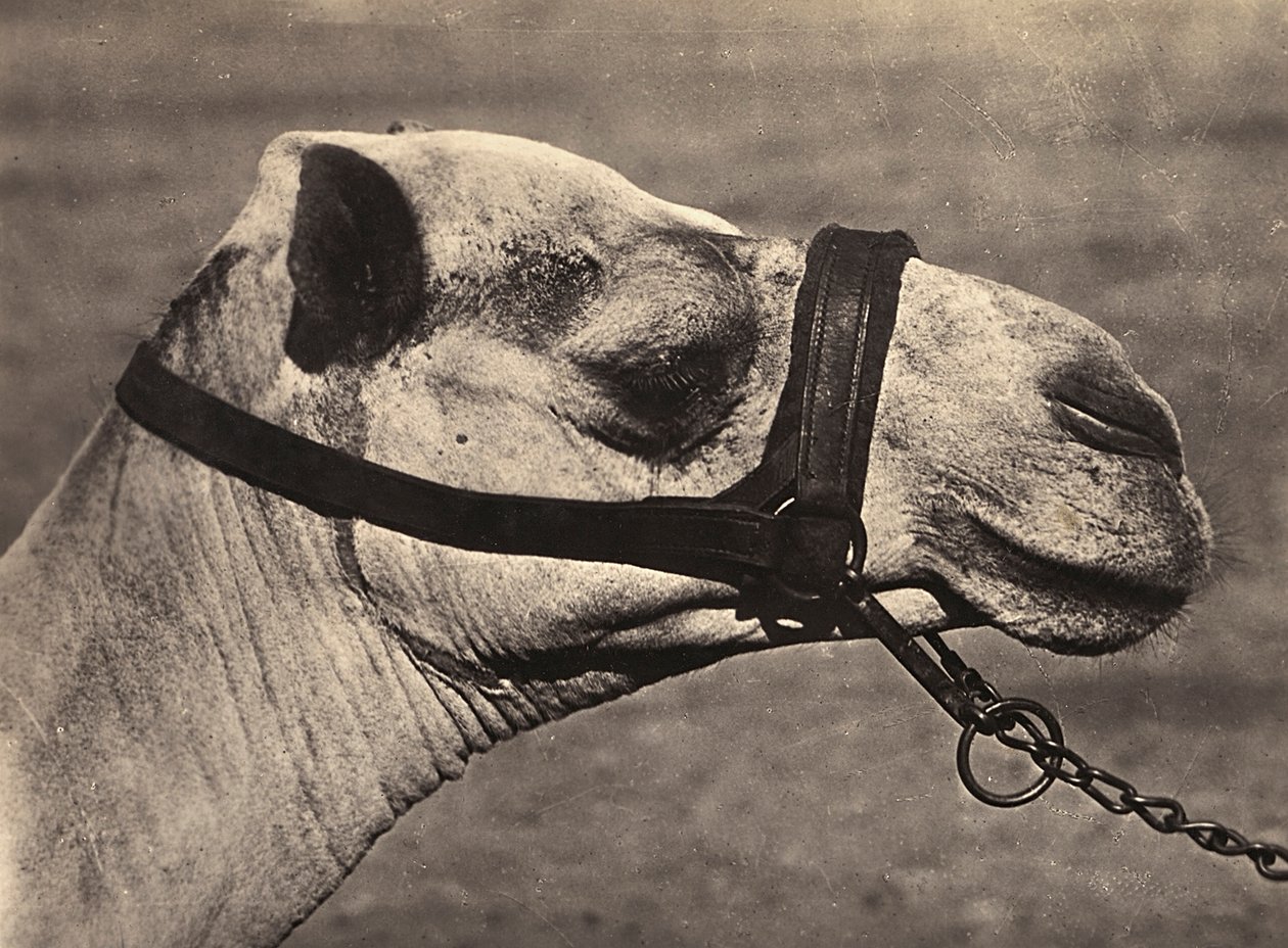 Faşist çağda “İmparatorluk İnşa Etmek”: “bisciari” devesinin başı, 05.09.1936 (s/b fotoğraf) by Modestino Baldinetti