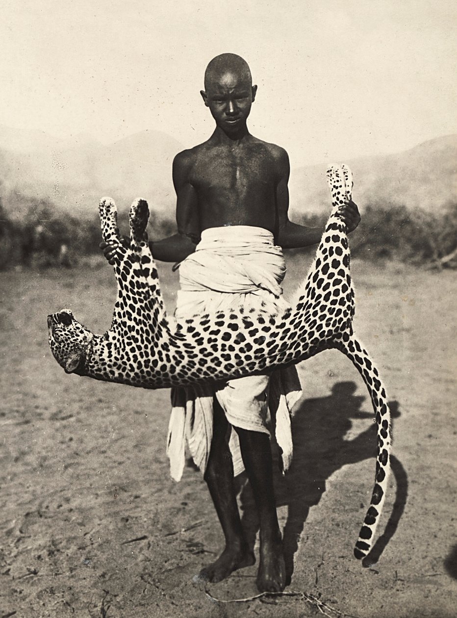 Building an Empire in the Fascist age: indigene displaying a leopard, 09/05/1936 (b/w photo) by Modestino Baldinetti
