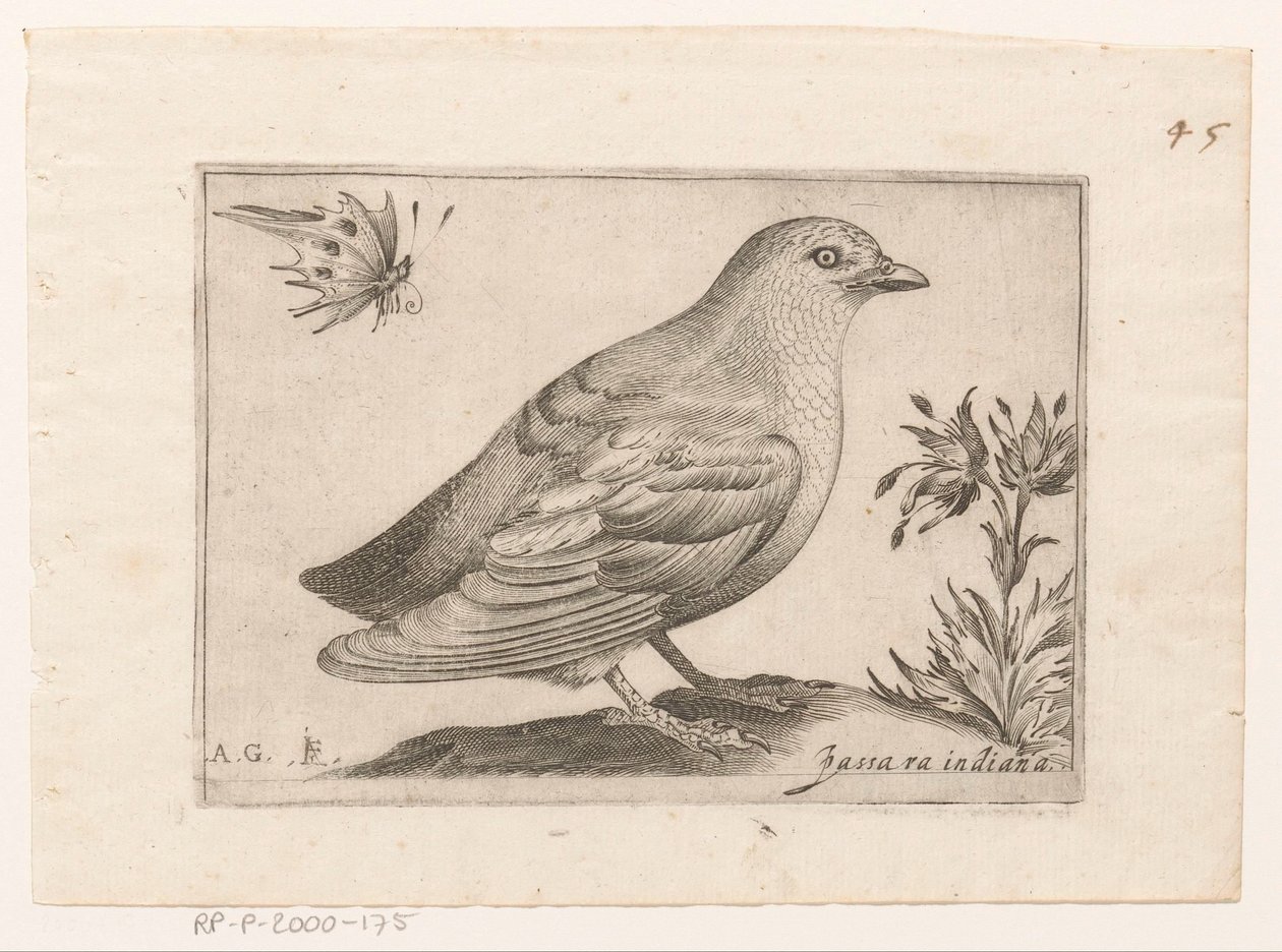 Vogel Passra Indiana (nesne üzerindeki başlık) Vogels (dizi adı) by Monogrammist AG