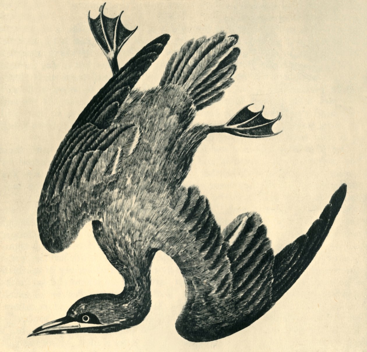 "Gannet", 1799, 1946. by Moses Griffiths