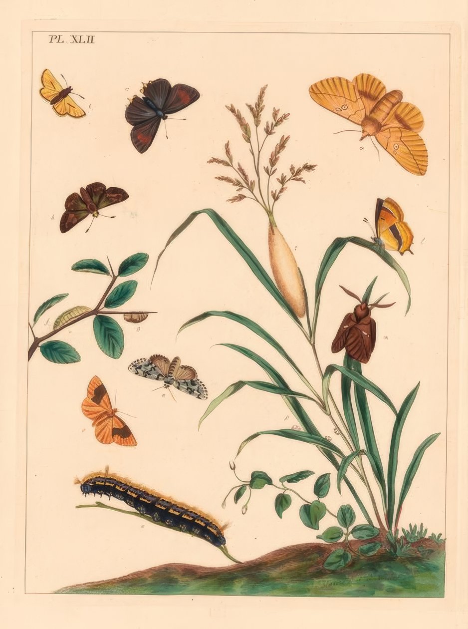 İçki güvesi, Euthrix patatesria, kahverengi saç çizgisi, Thecla betulae, büyük kaptan, Ochlodes sylvanus, küçük kaptan, Thymelicus sylvestris, kıt mucize du jour, Dipthera runica ve çubuklu koyu sarı, Plagodis pulveraria by Moses Harris