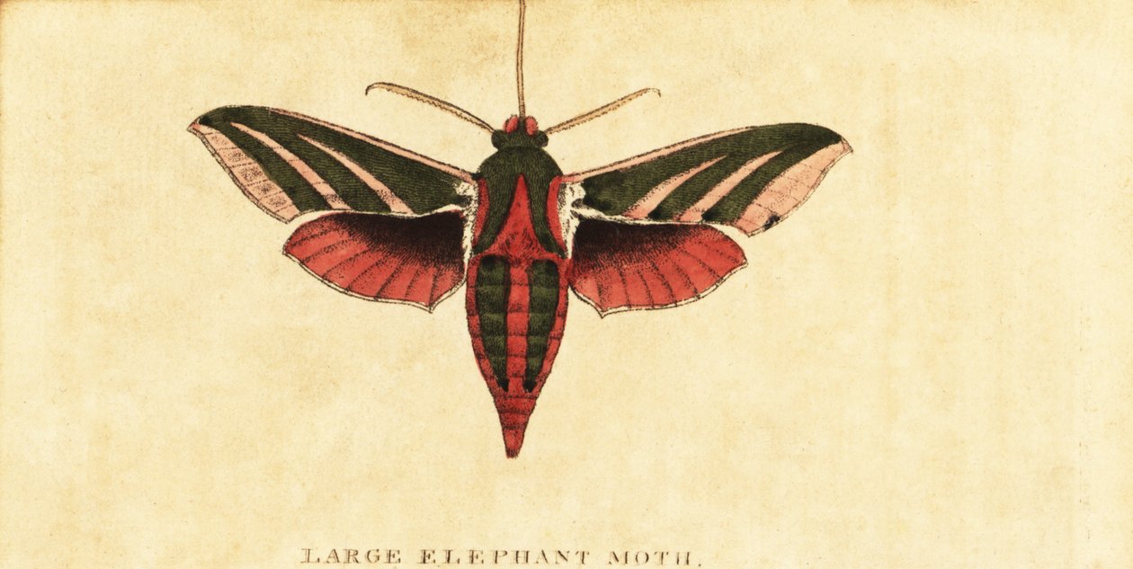 Fil şahin güvesi, Deilephila elpenor., 1800 (gravür) by Moses Harris