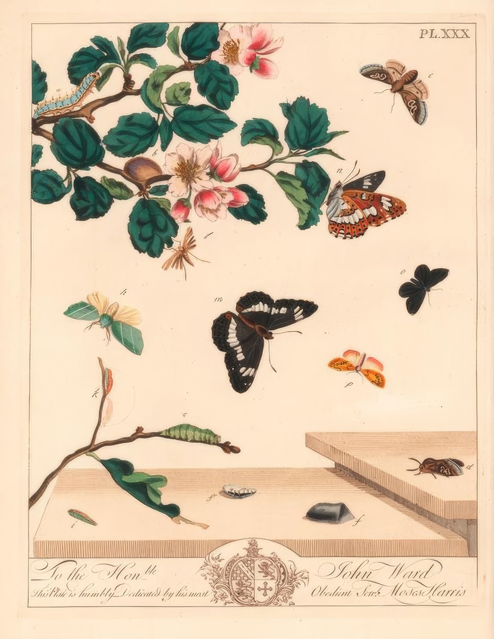 Sekiz güve figürü, Diloba caeruleocephala, beyaz amiral, Limenitis arthemis, baca temizleyicisi, Odezia atrata, kırmızı kemerli güve, Callimorpha miniata, kahverengi tüylü güve, Pterophorus pterodactylus, kıt gümüş çizgiler, Bena bicolorana ve burun güvesi by Moses Harris