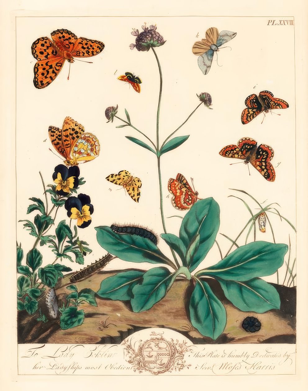 Yağlı fritillary, Euphydryas aurinia, yüksek kahverengi fritillary, Fabriciana adippe, tiz çubuk güvesi, Aplocera plagiata, benekli sarı, Pseudopanthera macularia ve kıpkırmızı ve altın güvesi, Pyrausta purpuralis, şeytanın biraz uyuzunda, Succisa by Moses Harris