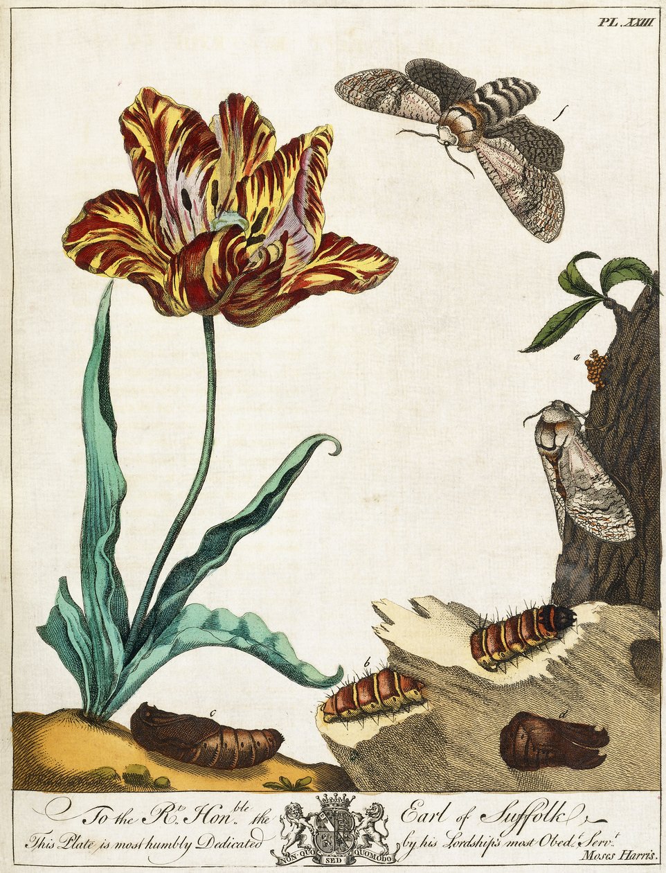 Güvenin Yaşam Döngüsü, Levha 23, "The Aurelian, or Natural History of English Insects", 1778 by Moses Harris
