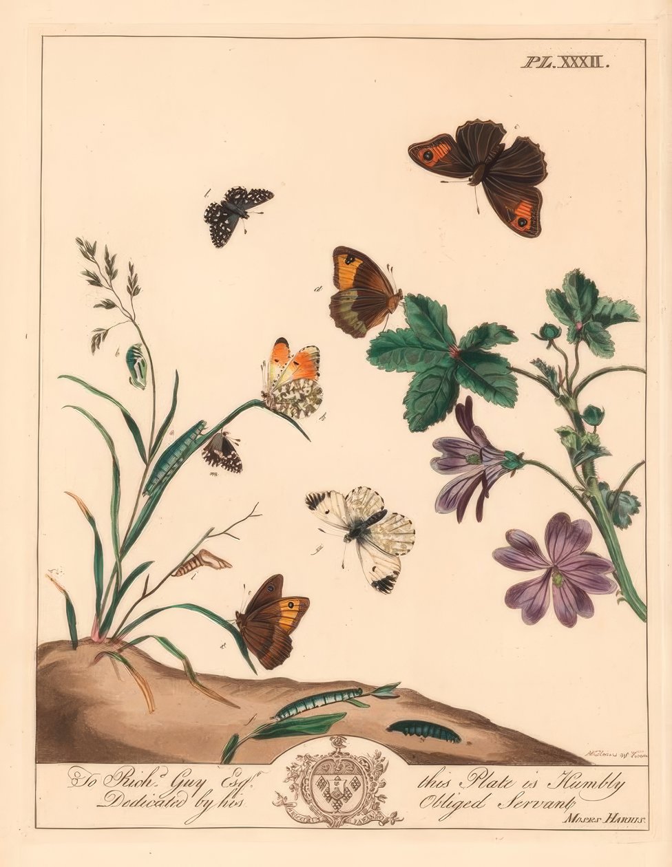 Çayır kahverengi kelebeği, Maniola jurtina, ahşap bayan veya turuncu uç, Anthocharis kakule ve kır saçlı kaptan, Pyrgus alveolus by Moses Harris