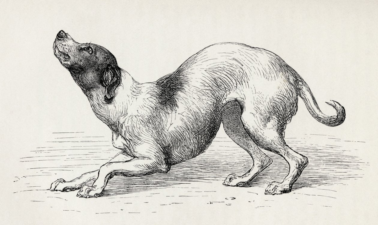 Charles Darwin