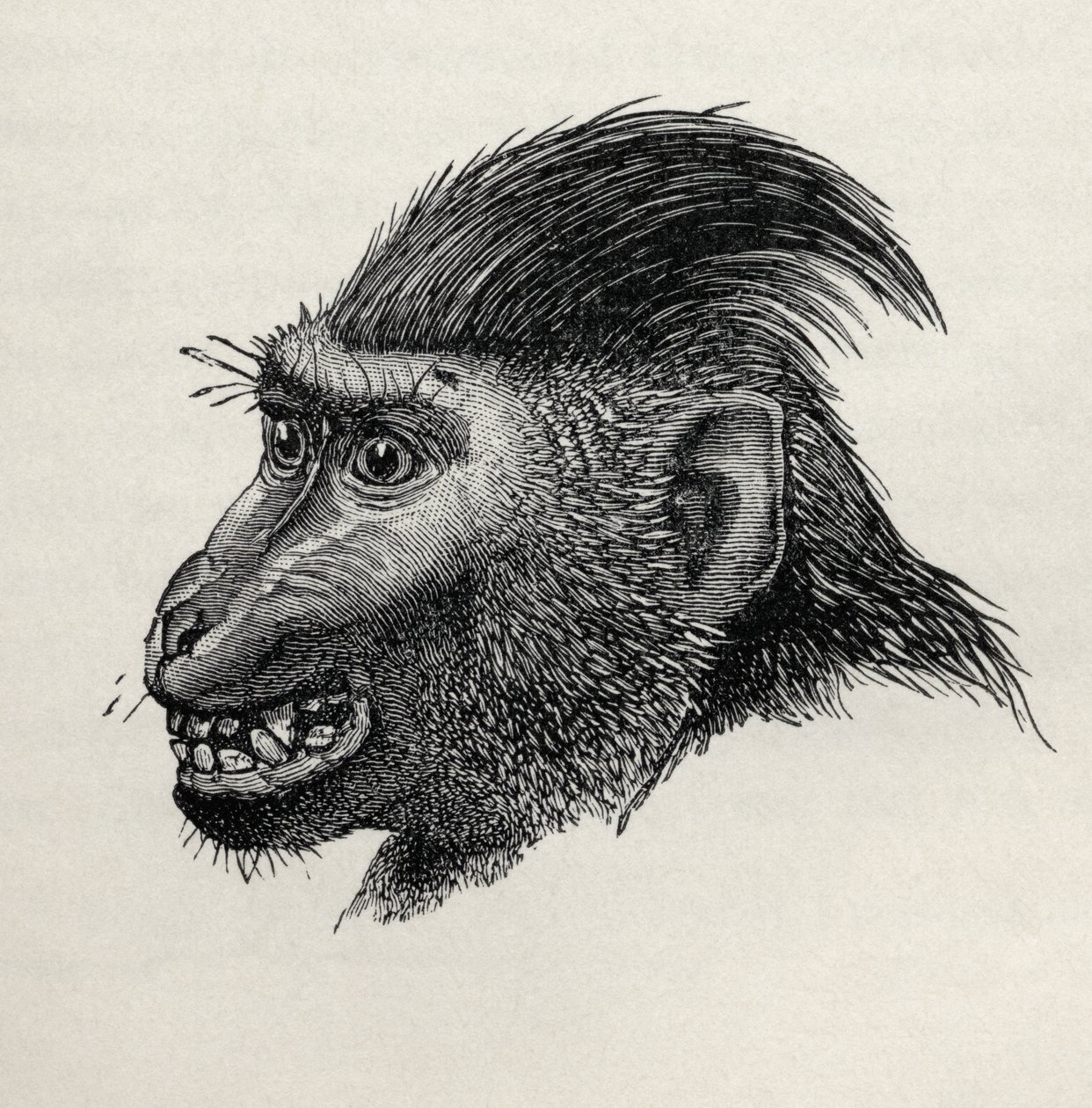 Cynopithecus niger, okşamaktan memnun olduğunda, Charles Darwin