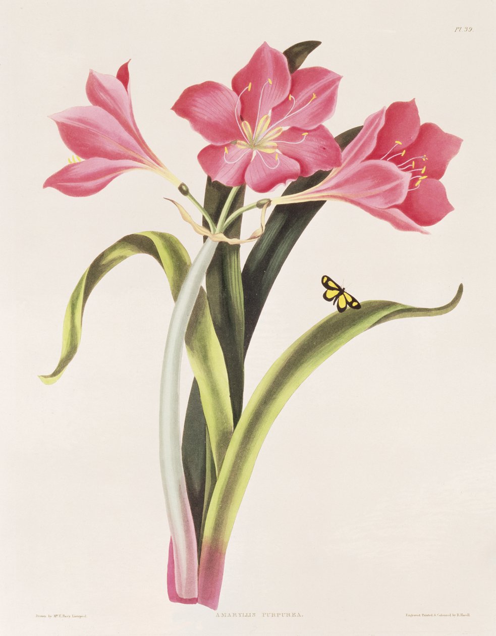 Amaryllis purpurea, 