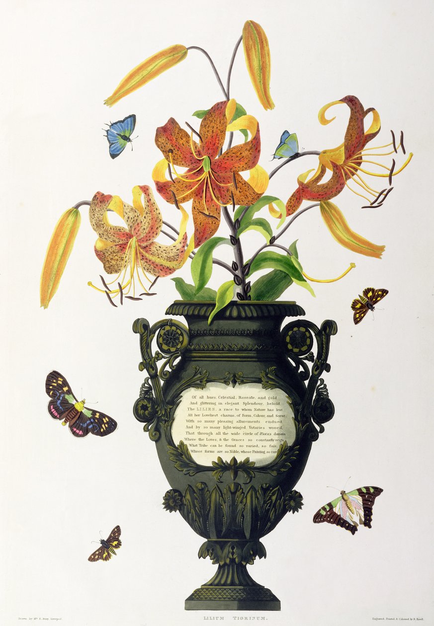 Lilium tigrinum (Kaplan Zambak), 