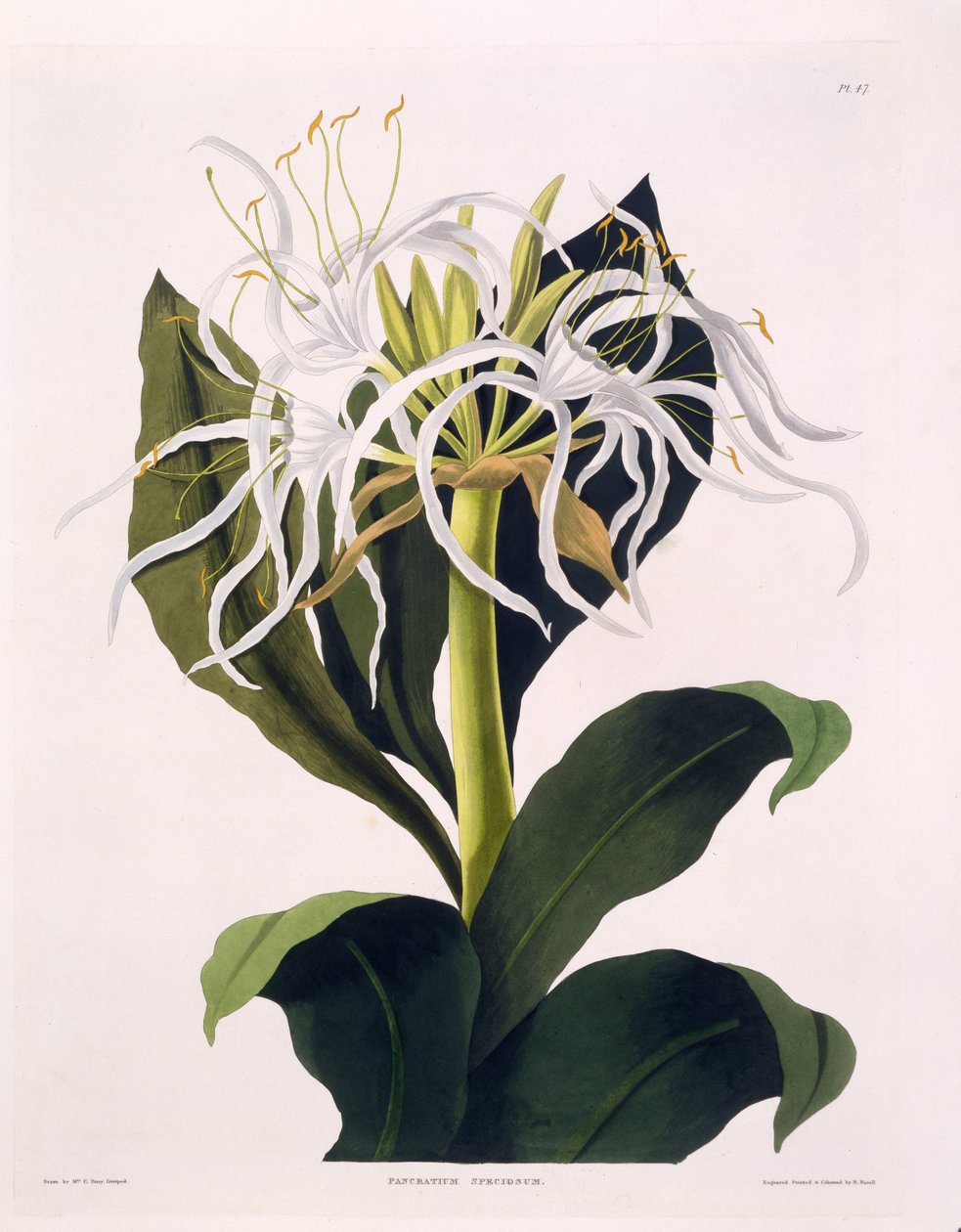 Pancratium Speciosum, 