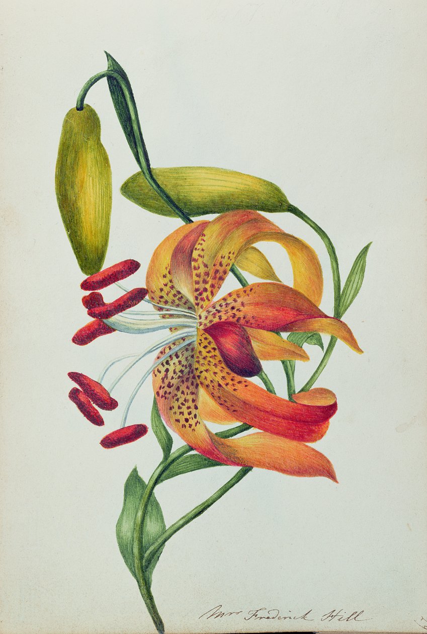 Kaplan Zambak (wc) by Mrs Frederick Hill