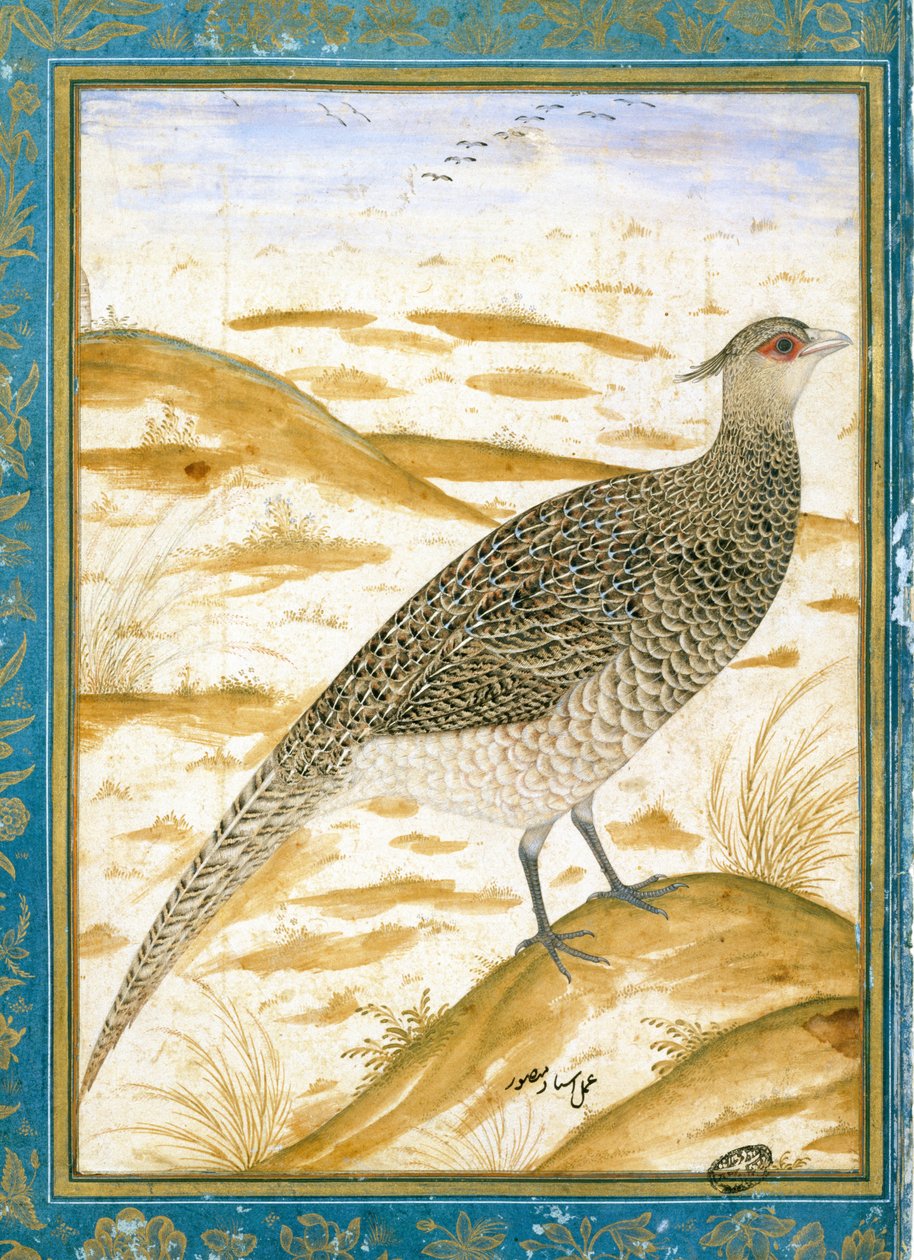 Kumlu Bir Manzaraya Karşı Bir Himalaya Cheer Sülün, c.1620 by Mughal School
